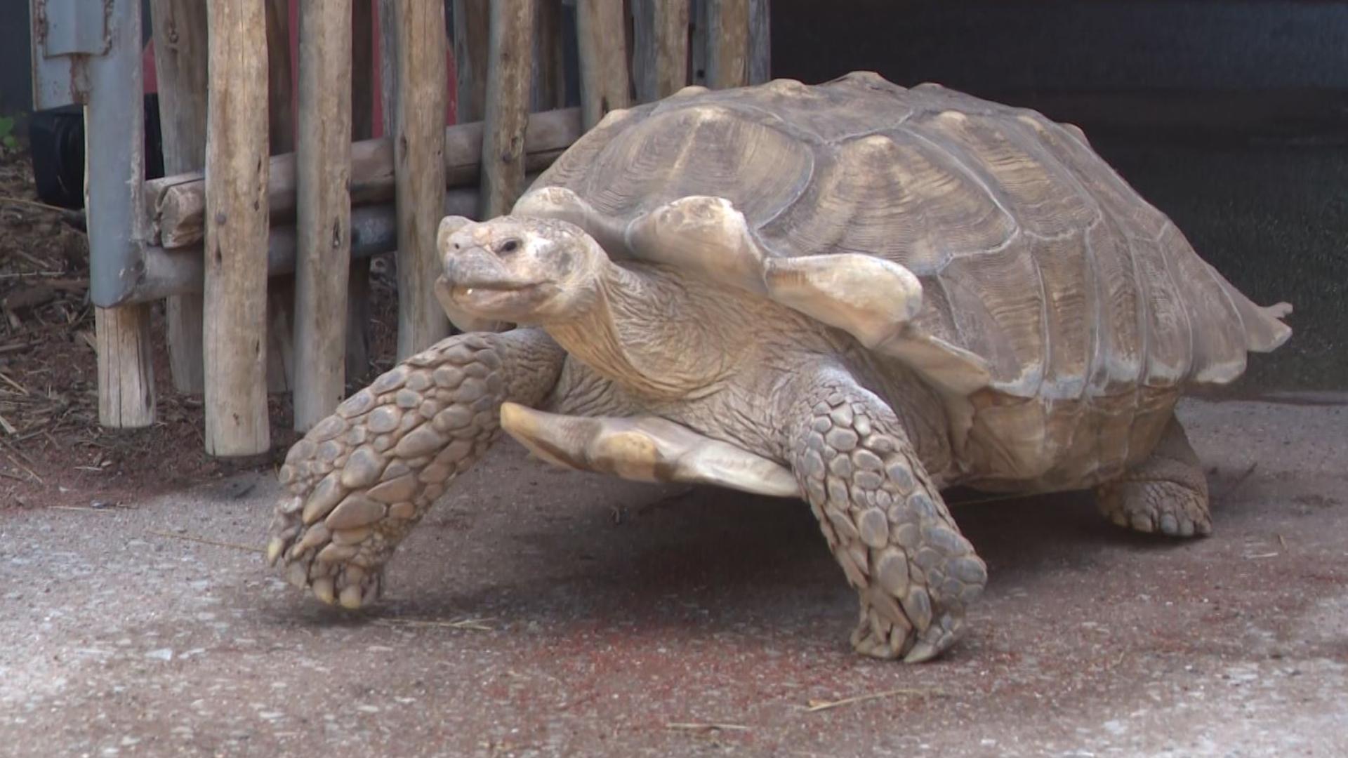 Spike the tortoise set a personal record for how quickly he was able to walk from his enclosure to his summer home at the Louisville Zoo.