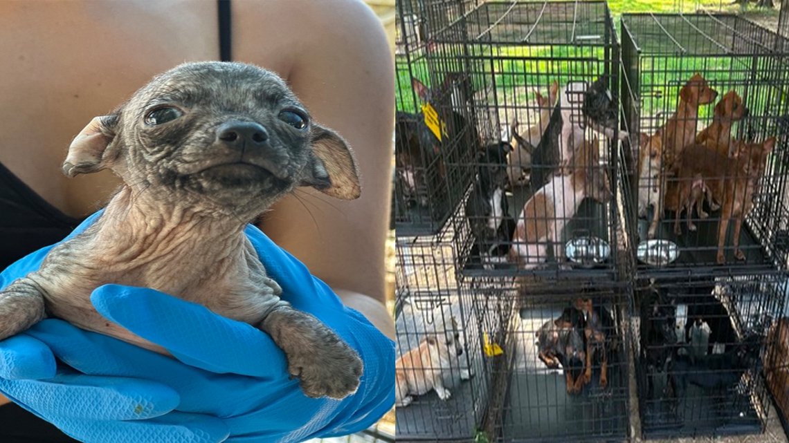 More than 200 dogs rescued in Kentucky, 2 people charged with animal cruelty