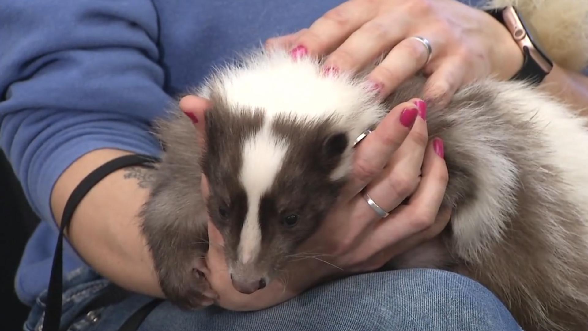 Mr. Sushi is a fully domesticated, de-scented skunk and is a registered Emotional Support Animal.