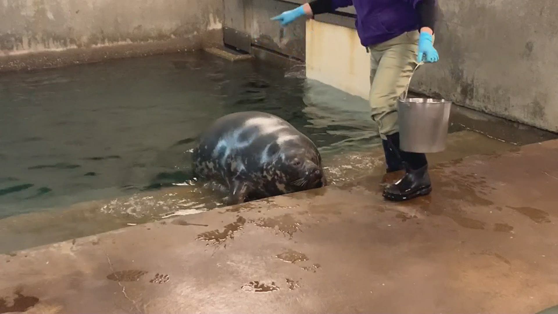Rona is a six-year-old gray seal who is expecting her first pup.