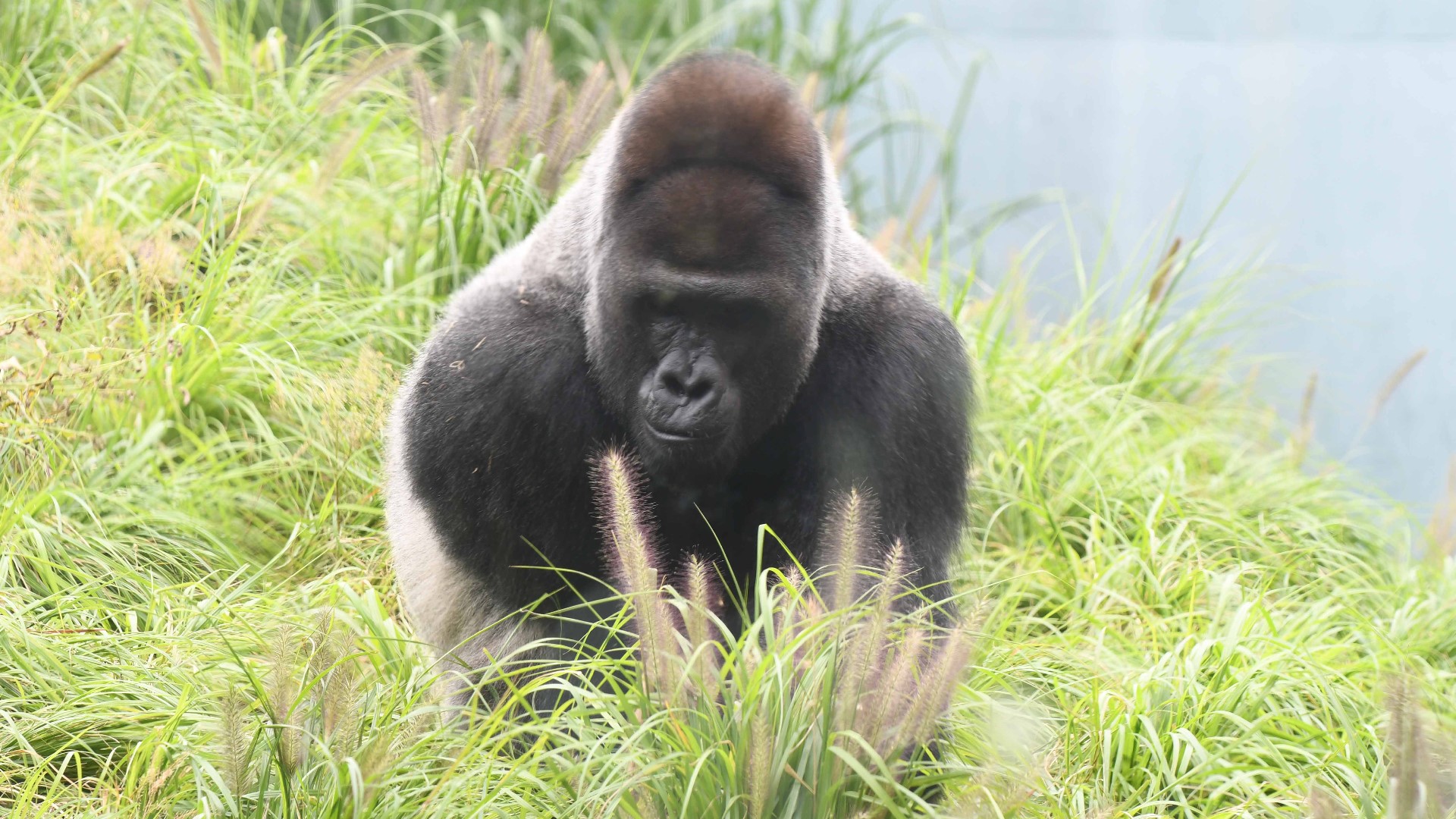 Medical professionals discovered a softball-sized mass in the silverback gorilla's abdomen.