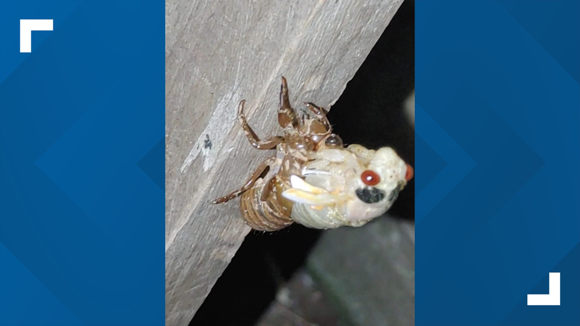 They're here! Brood X cicada sightings across Kentucky, Indiana