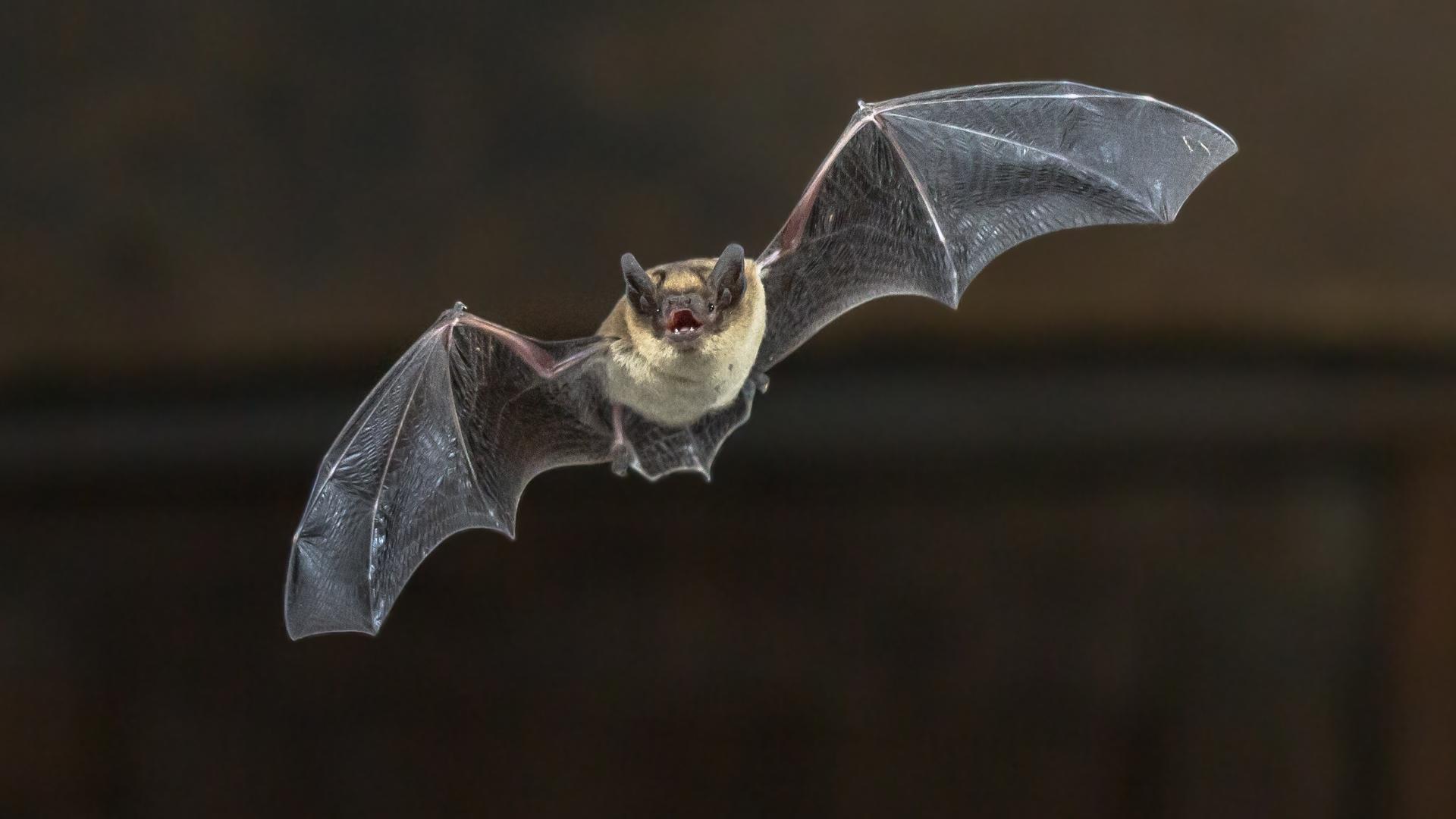 Bats recently tested positive for rabies in these Louisville ...