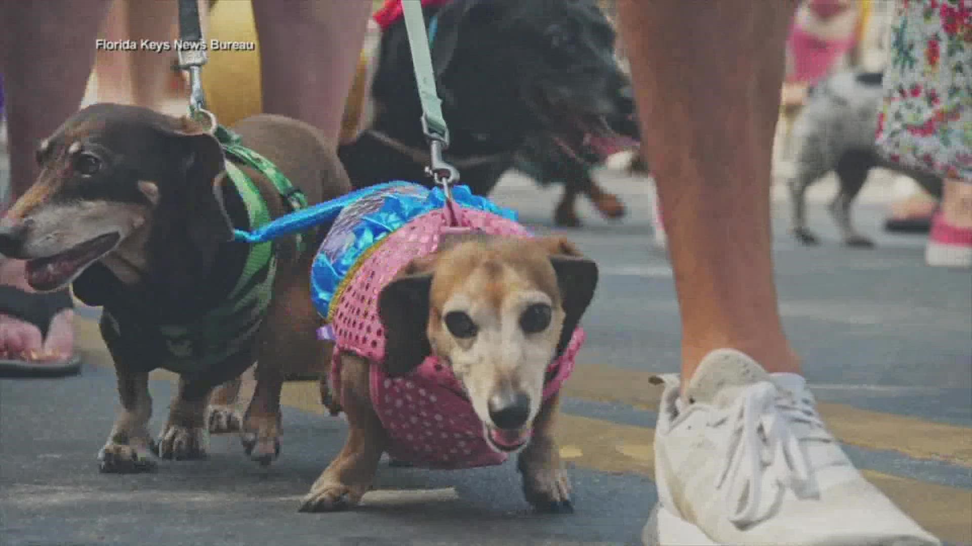 Participants included long haired and short haired dachshunds and plenty of other breeds.