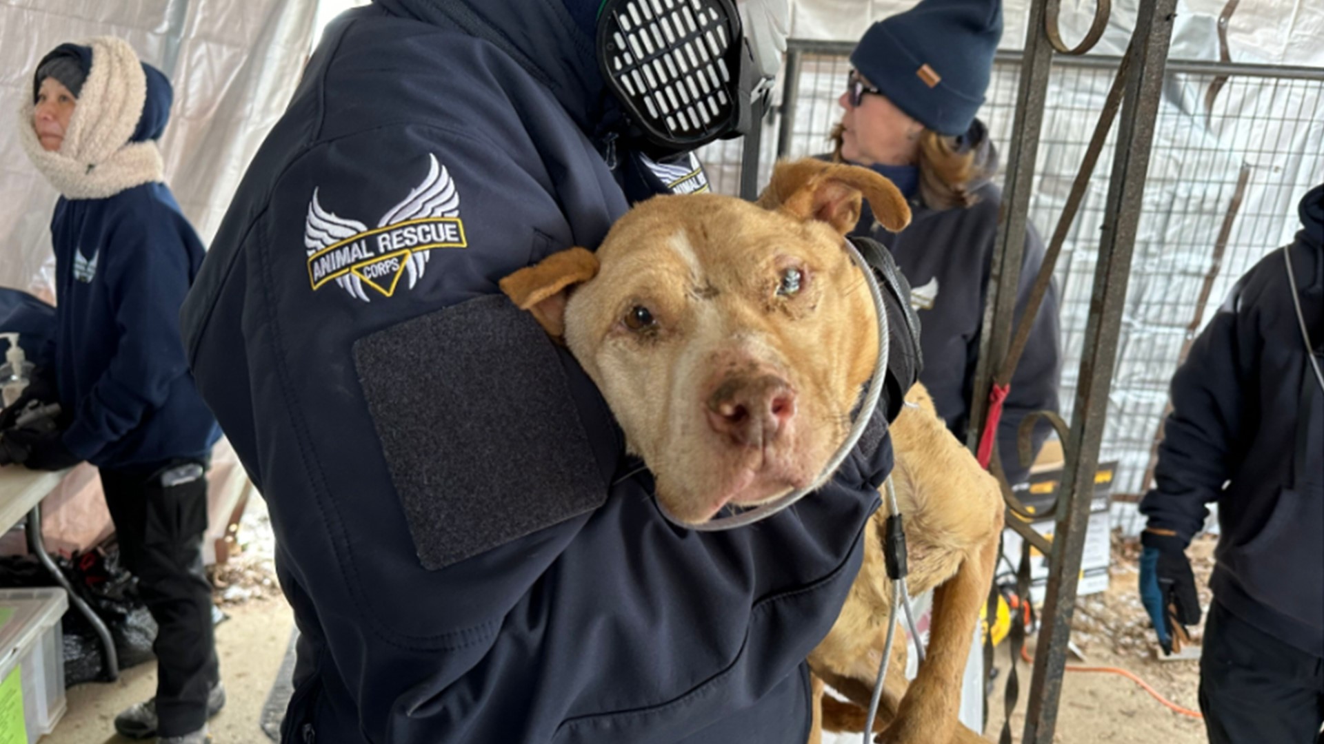 More than 40 dogs rescued from frozen, partially burnt house in K ...
