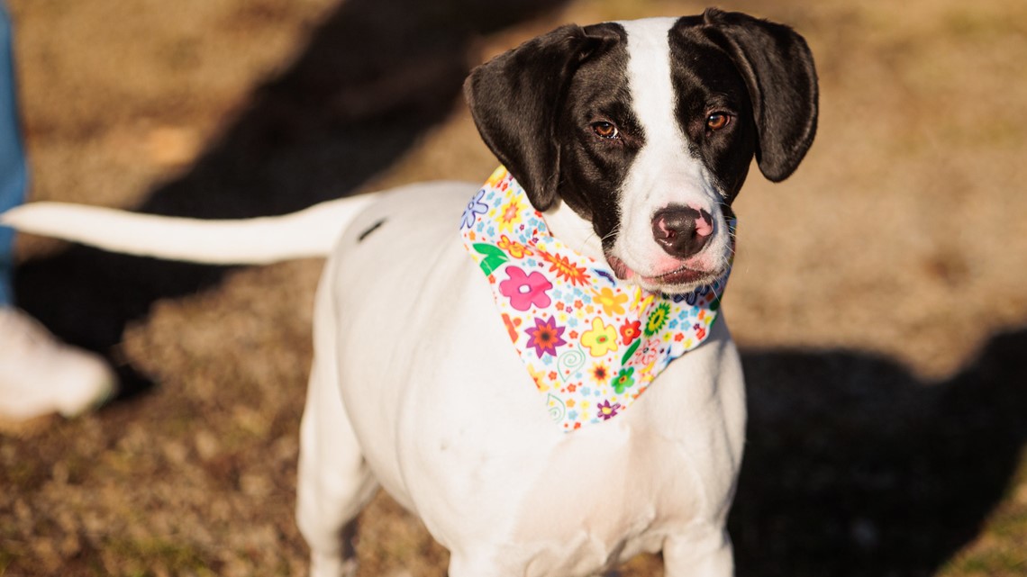 Ky humane best sale society adoptable dogs