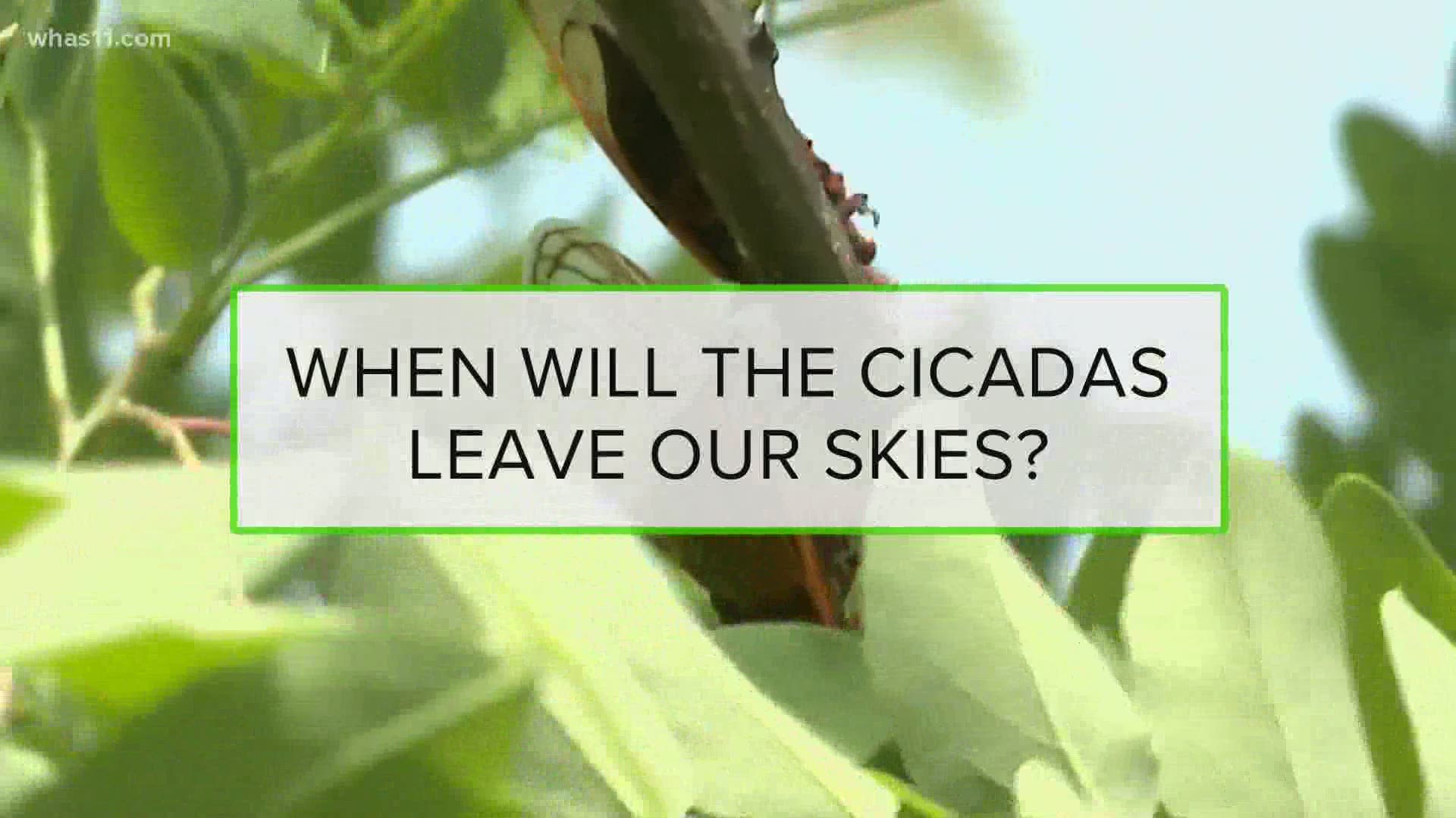 People are already counting down the days to when we no longer have to see or hear cicadas in our area.