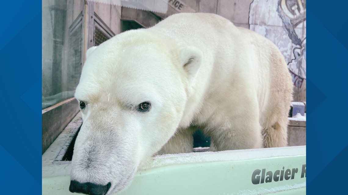 Polar bear leaves Louisville Zoo, returns to Columbus Zoo