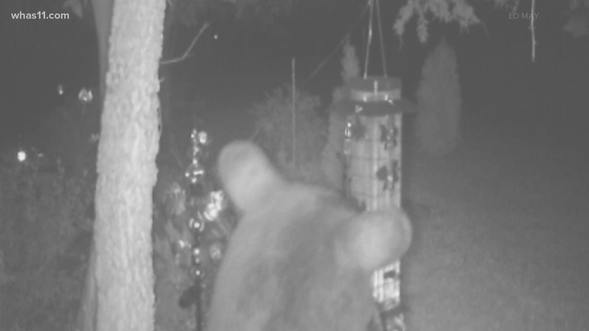 The bear was spotted eating from bird feeders in a neighborhood in Louisville.