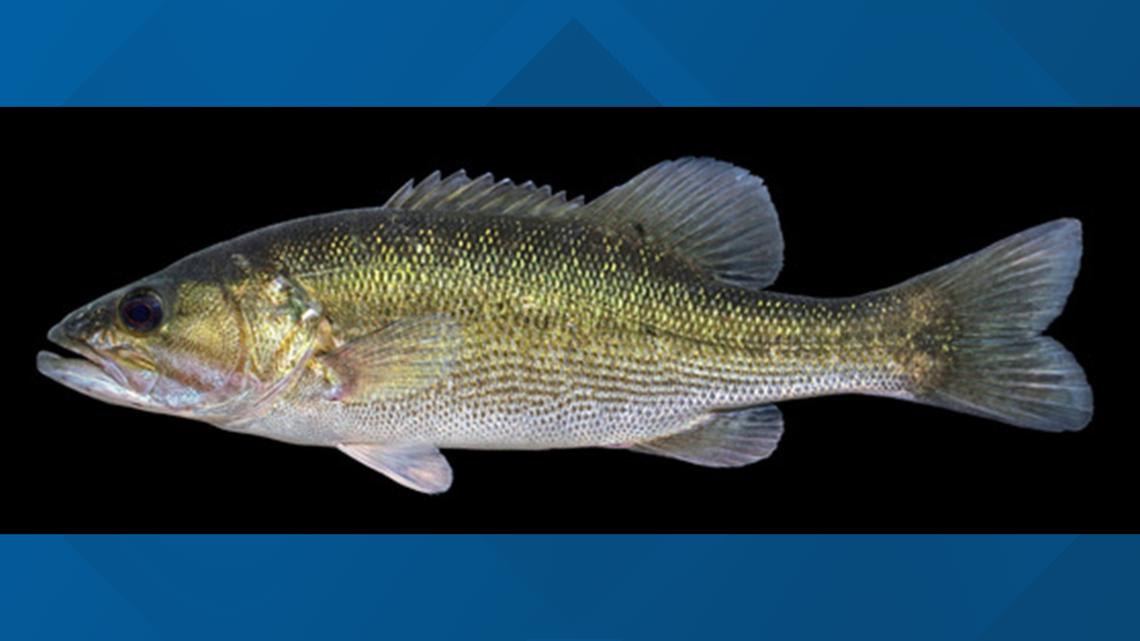 This invasive fish has been discovered in a Kentucky lake