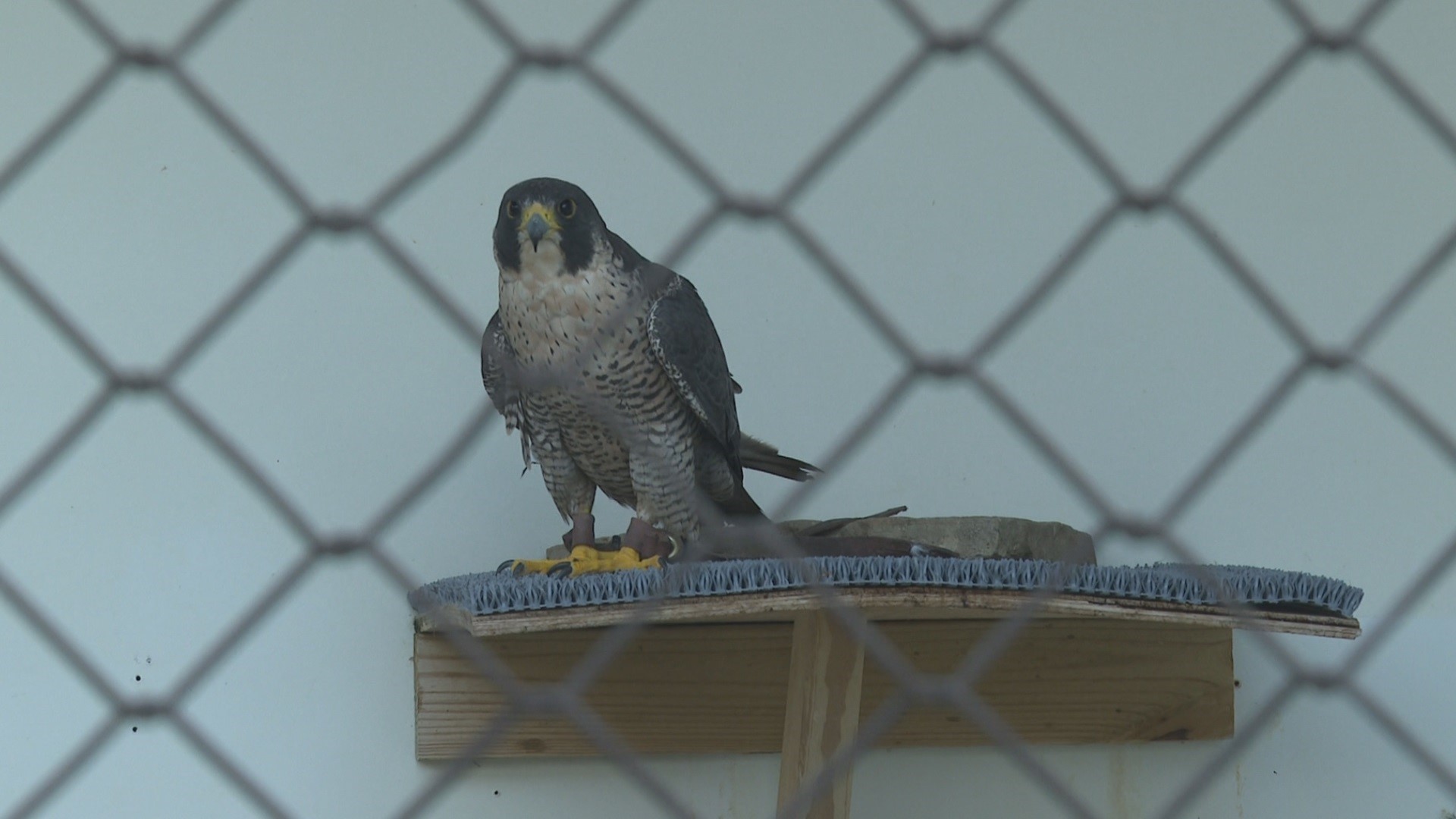 Since July 1, 14 birds have come into Raptor Rehab showing signs of poisoning.