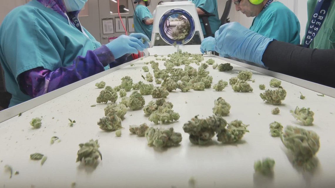 VERIFY | Misleading medical marijuana 'cards' being sold - Vimarsana News