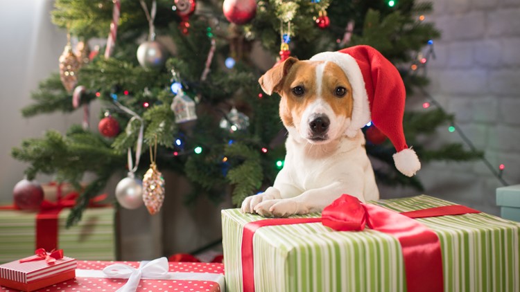 Get a photo of your dog with Santa