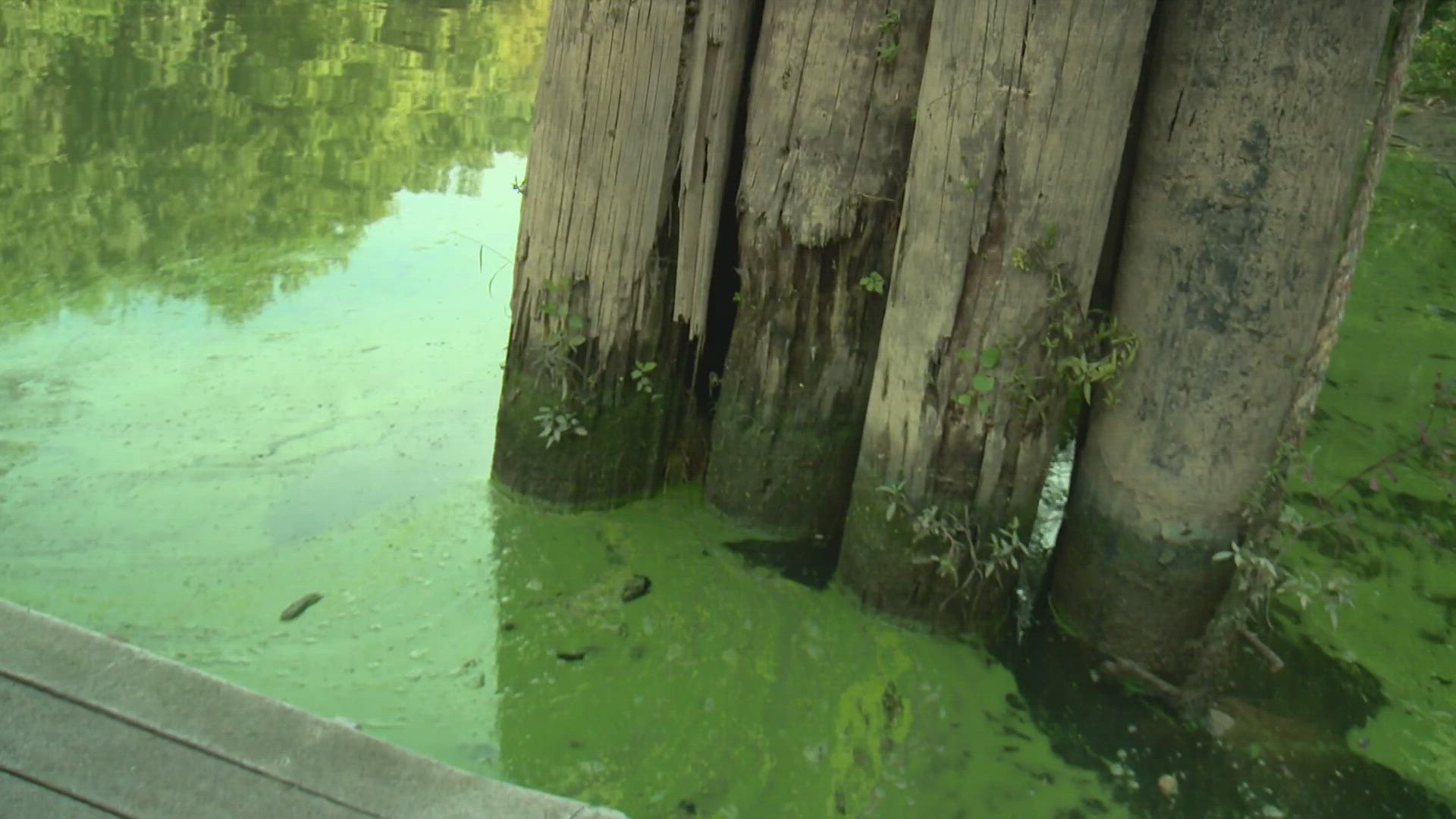 Louisville is getting ready to welcome thousands of athletes for the Ironman Triathlon, but a harmful agal bloom in the Ohio River could cancel one race.