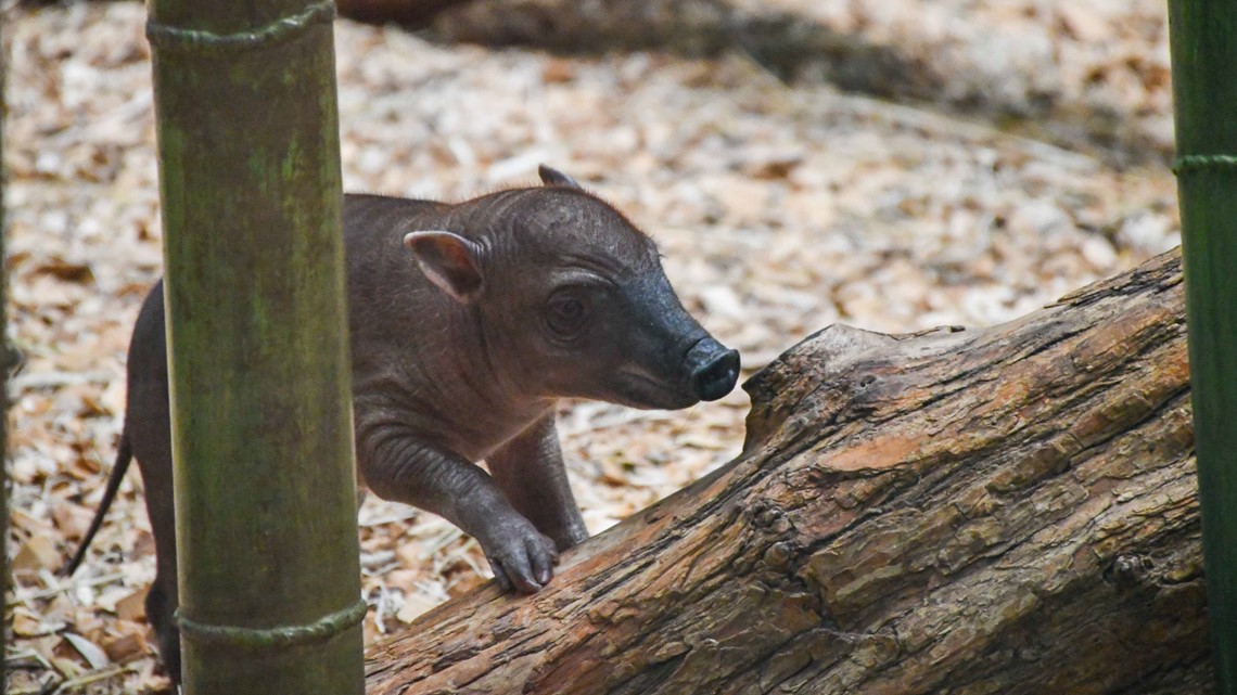 baby babirusa