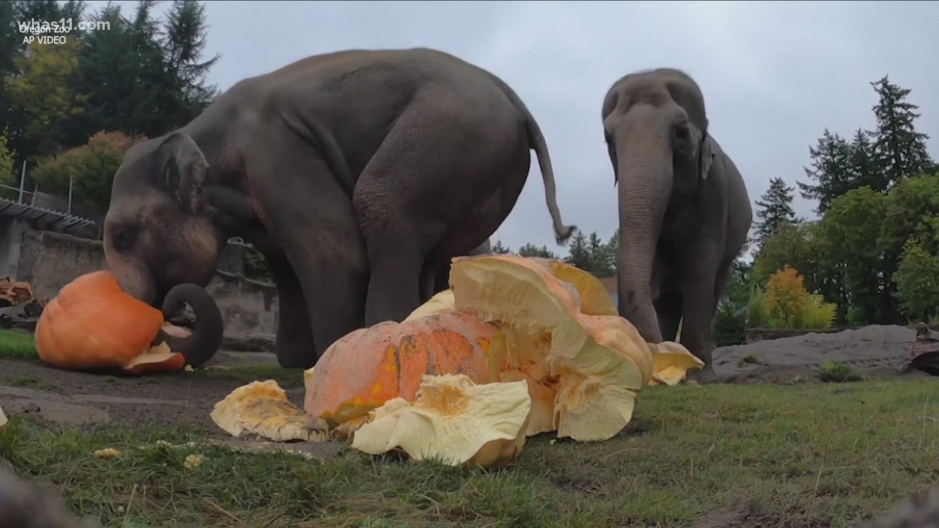 Composting is the best way to discard your pumpkins, but they’re safe for animals to eat as long as they aren’t rotting or have chemicals on them.