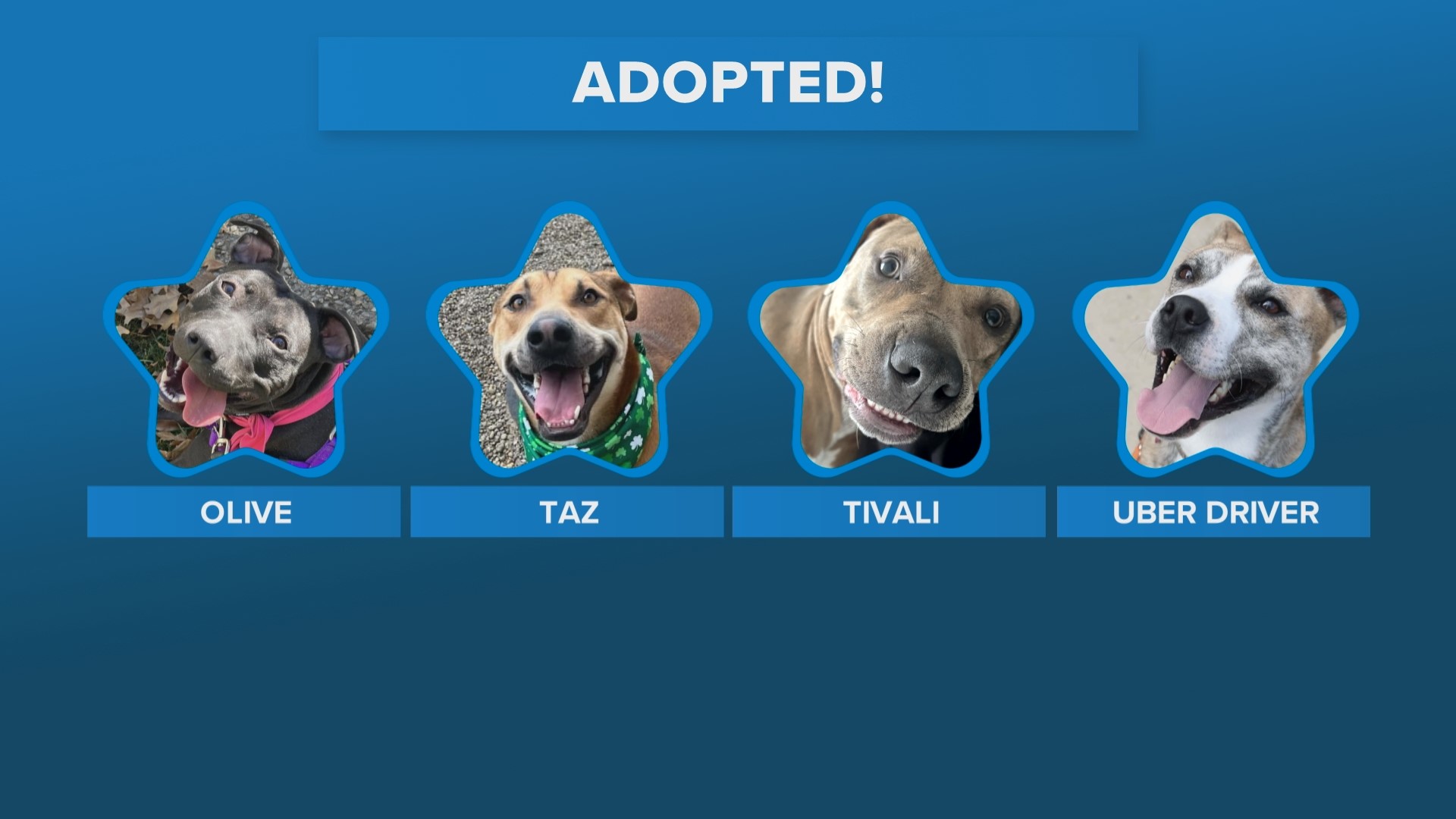 Dog abandoned in Louisville looking for family to adopt him