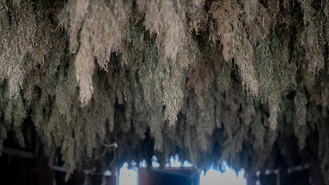 Sen. Rand Paul introduces bill to let states regulate hemp, protect industry jobs