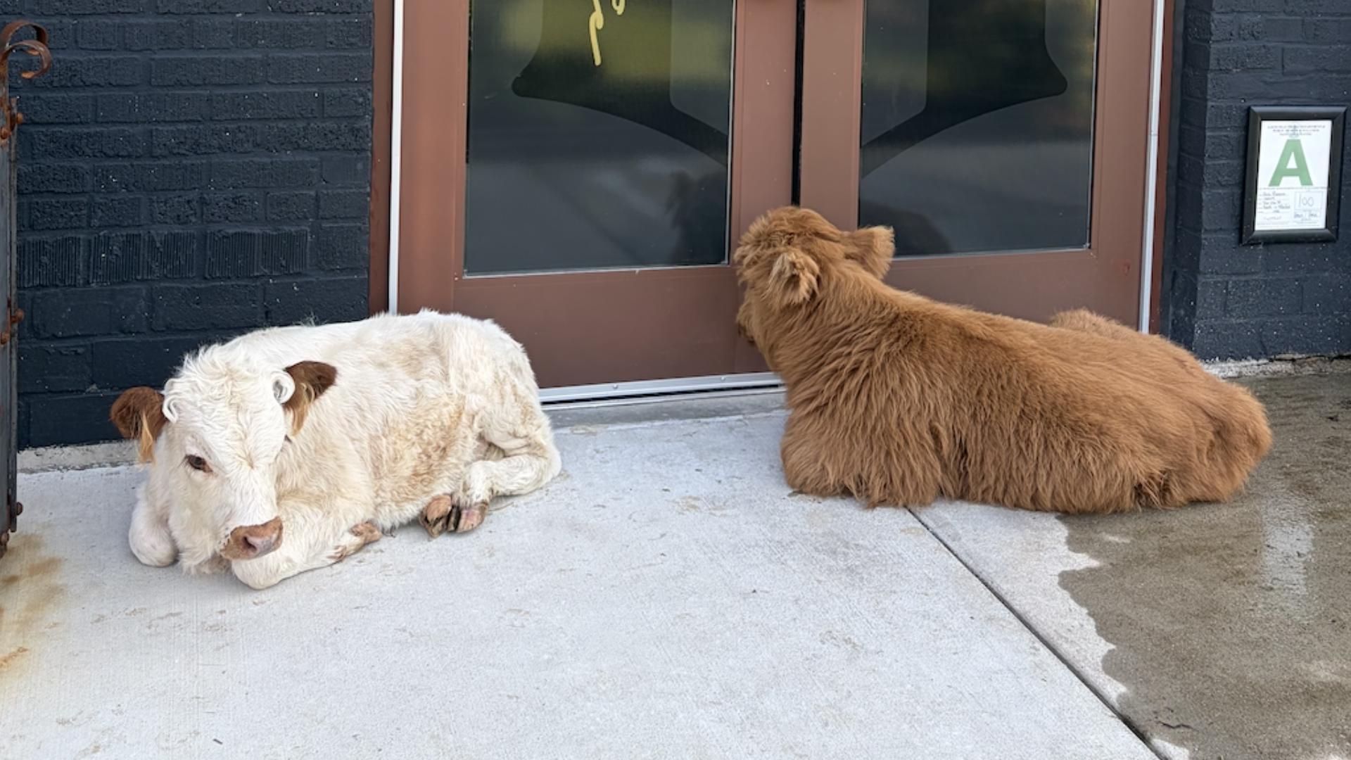 2 fluffy newcomers will be making Louisville's Paristown their home