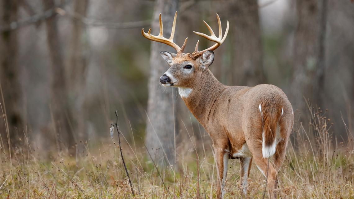 Kentucky poaching ring dismantled: 6 arrested after year-long investigation