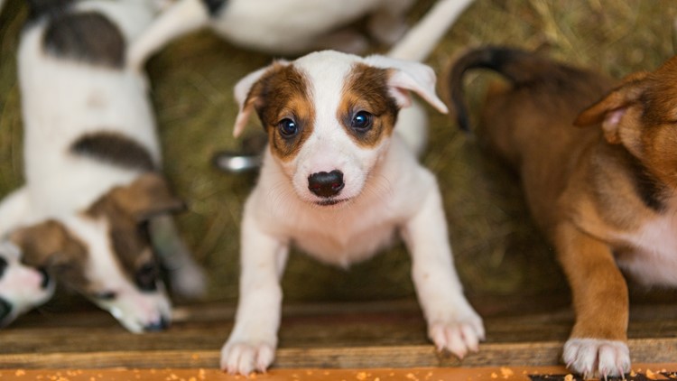 Louisville animal shelters to host huge adoption event for dogs and puppies