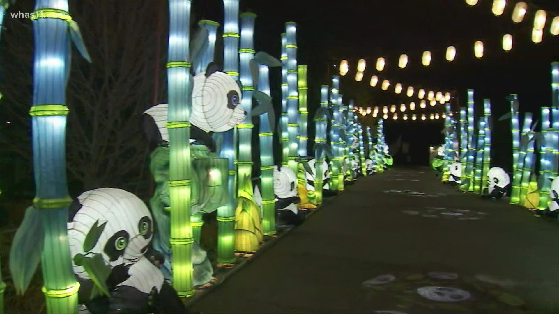 The Wild Lights festival has over 50,000 lights throughout the 1.4-mile stroll. This panda path is lit with bamboo, adult and baby pandas, and traditional lanterns.