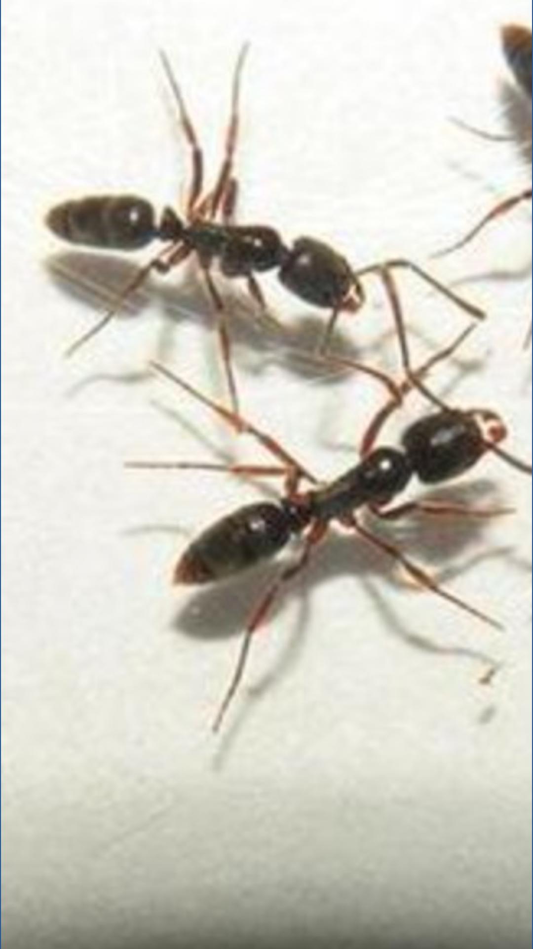 This invasive species spotted in several US states, including Kentucky ...