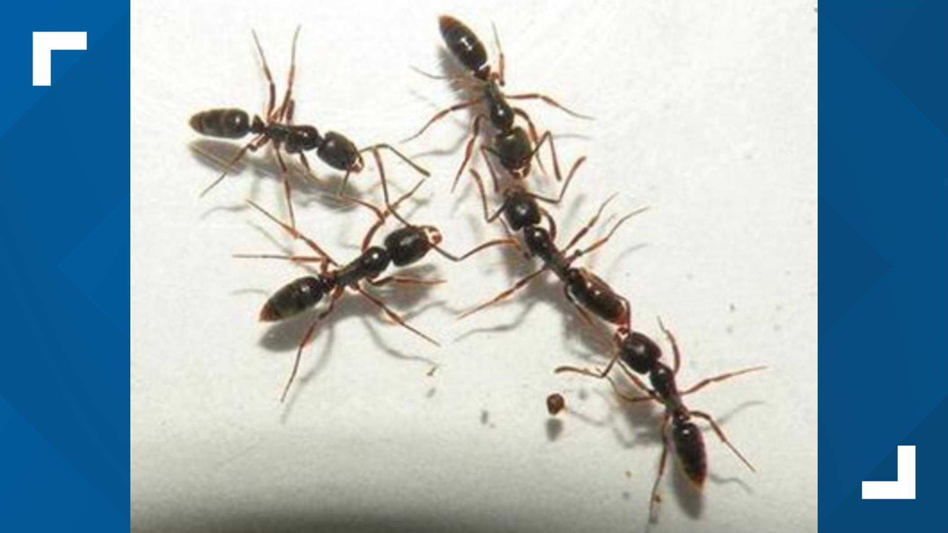 There have been new sightings of a potentially deadly invasive species - as the Asian needle ant spreads across the country.