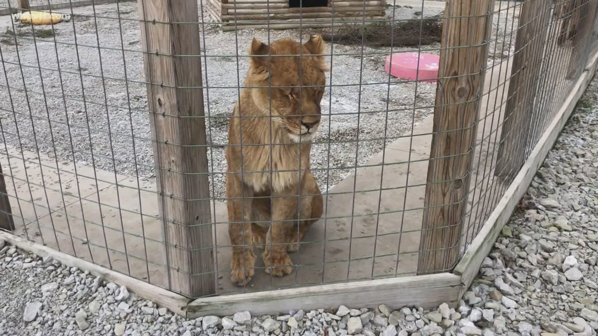 The Indianapolis Zoological Society was granted access for several days to remove the more than 200 animals from the Wildlife In Need property.