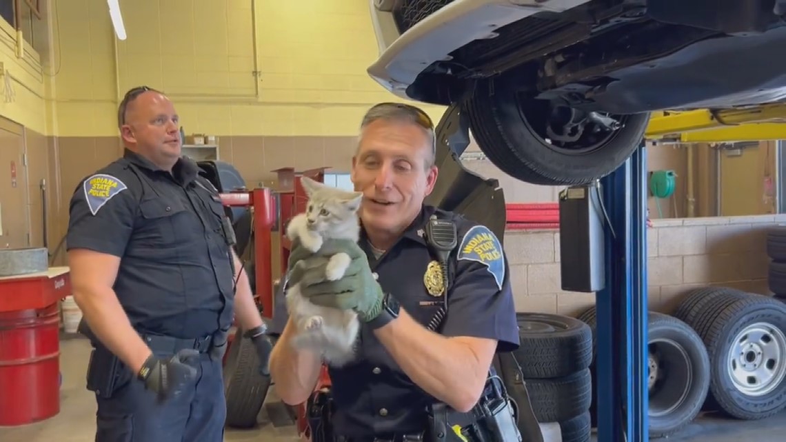 Humane Society frees kitten whose head was trapped in a truck