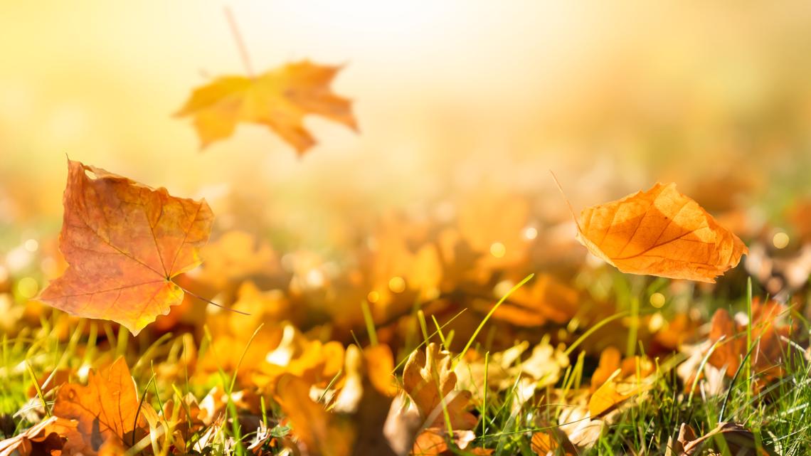 The science behind leaves changing colors