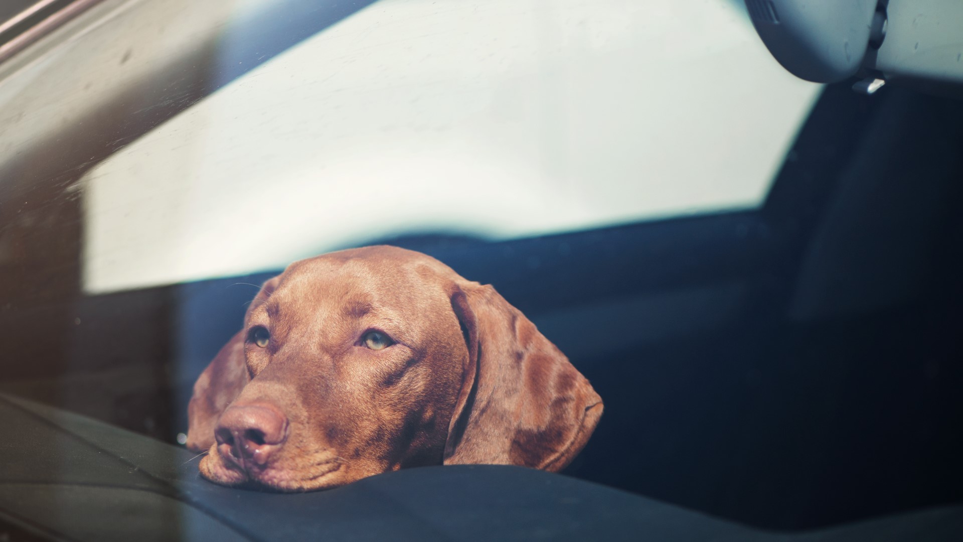Louisville Metro Animal Services says dogs being left in hot cars happens too often.