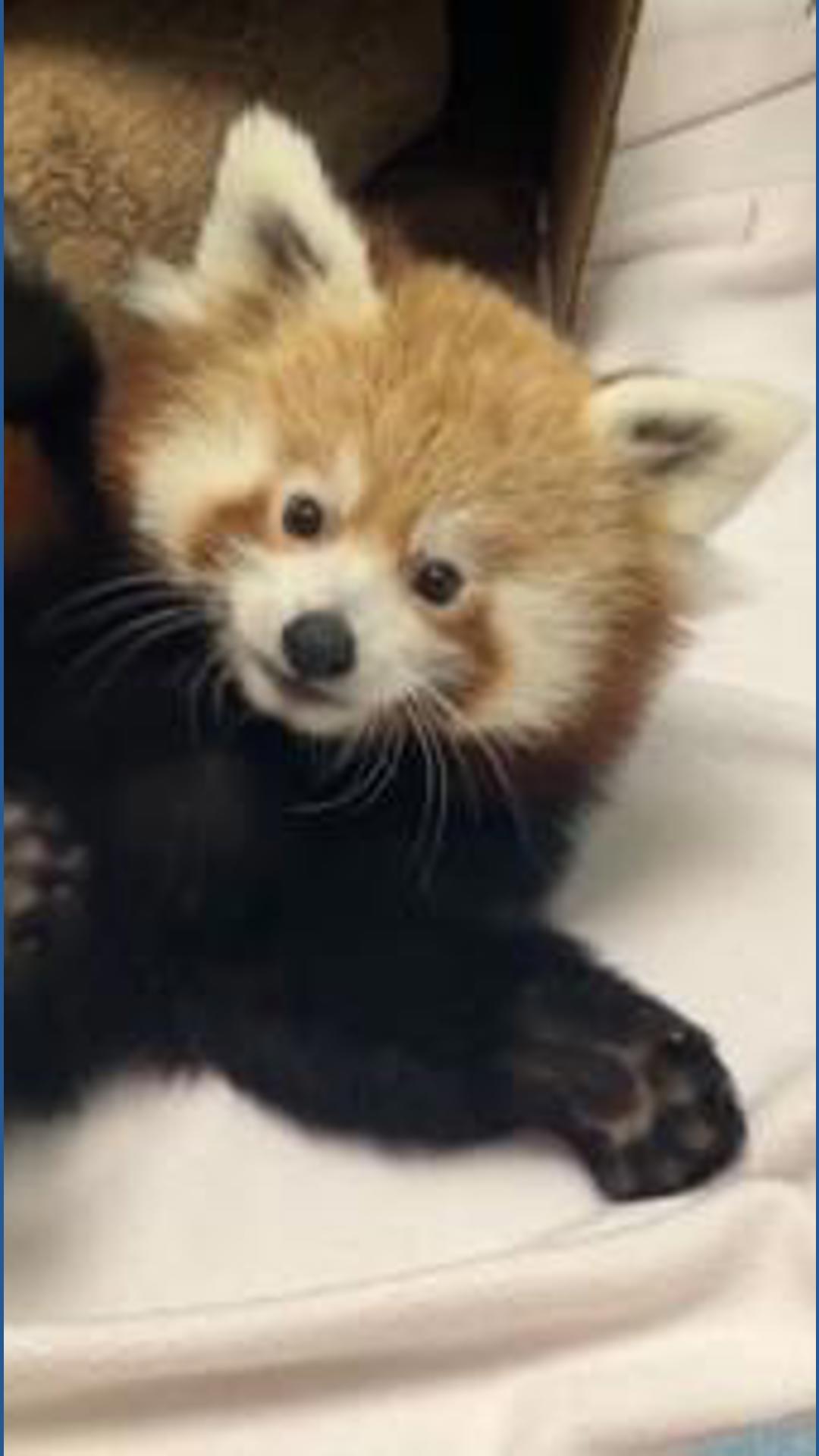 Whas11 Weather Connecticut zoo debuts red panda cub | whas11.com