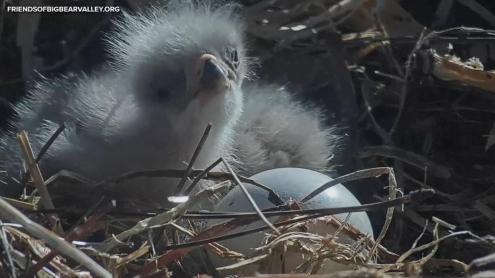 The world watched as Jackie and Shadow experienced loss last year. Now, their eaglets are finally hatching.