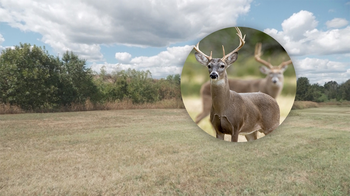 Origin Park deer culling 'paused' after public outcry over unanswered questions