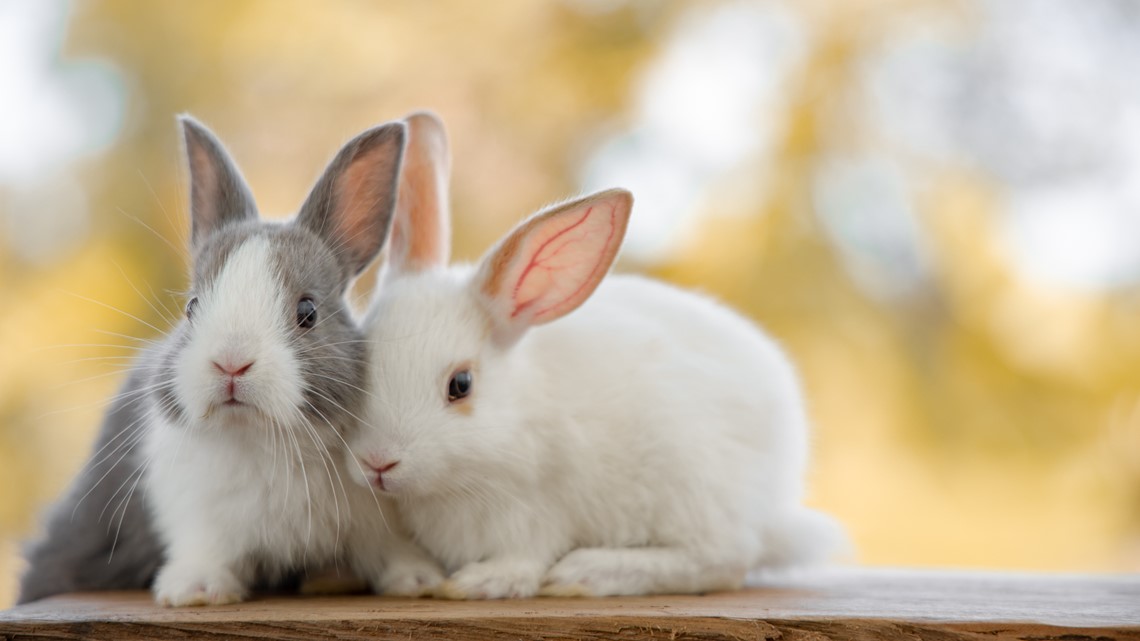 Kentucky Wildlife Officials on lookout for deadly rabbit disease |  