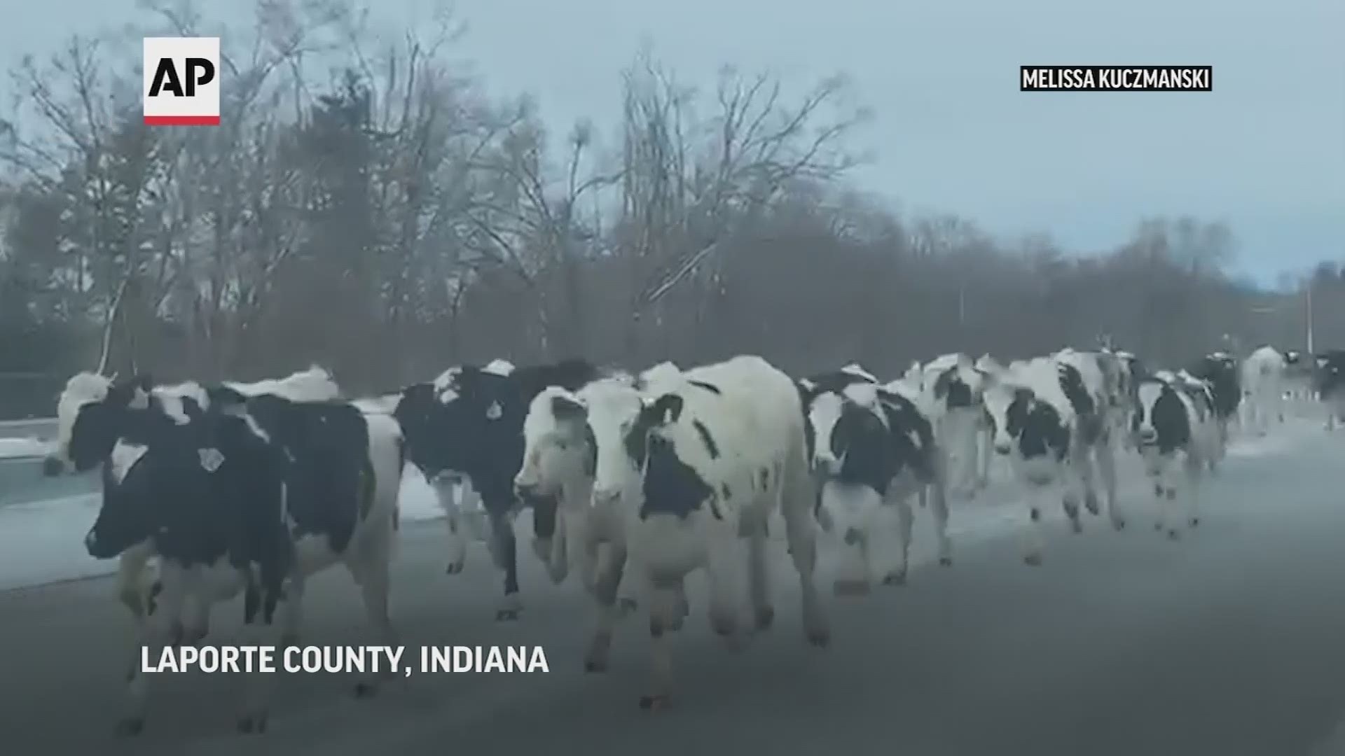 A herd of about 75 Holstein calves barreled down an Indiana highway after escaping a nearby farm.
