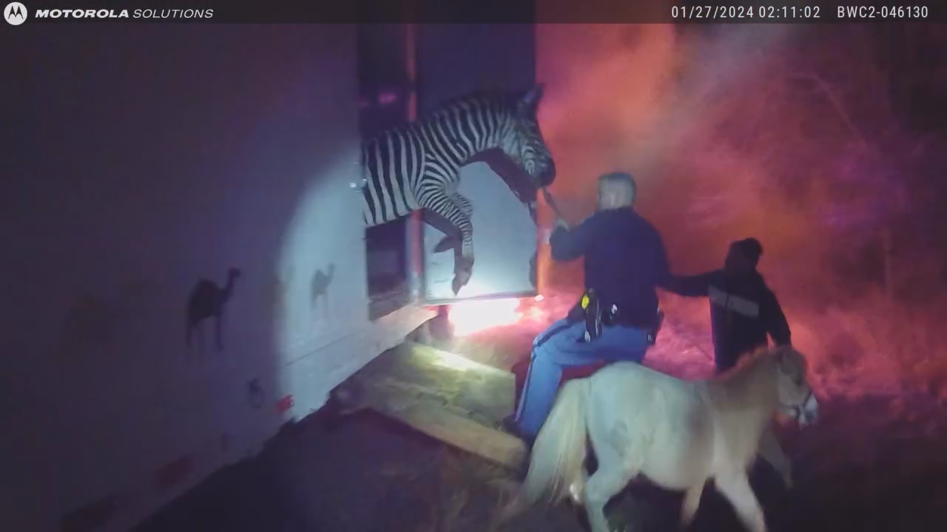 An officer with the Grant County Sheriff's Office said the animals were from the Mizpah Shrine Circus in Fort Wayne.