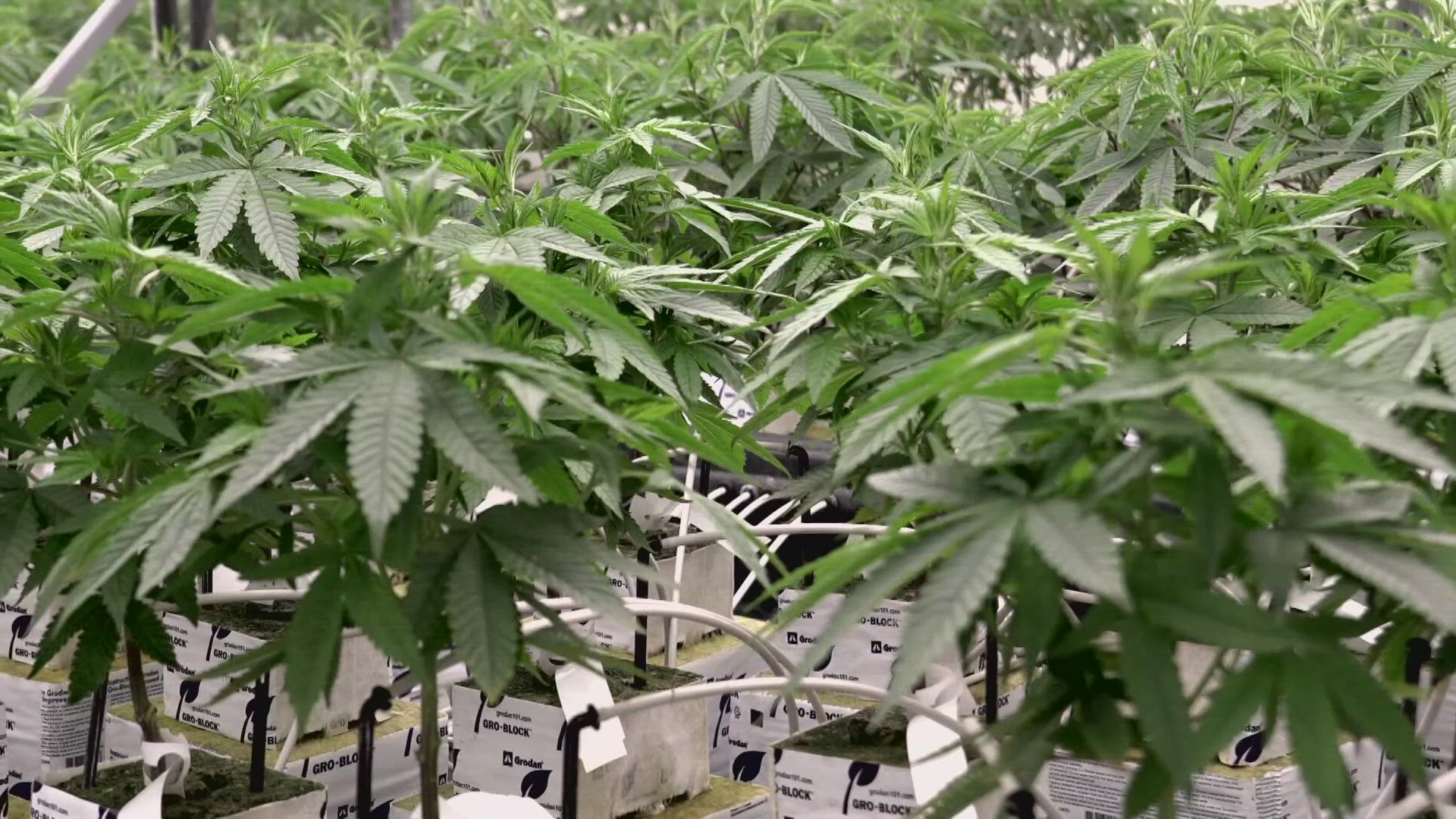 Nelson, Grayson and Henry counties are the latest to vote yes to allow cultivators, dispensaries and licensees to operate.