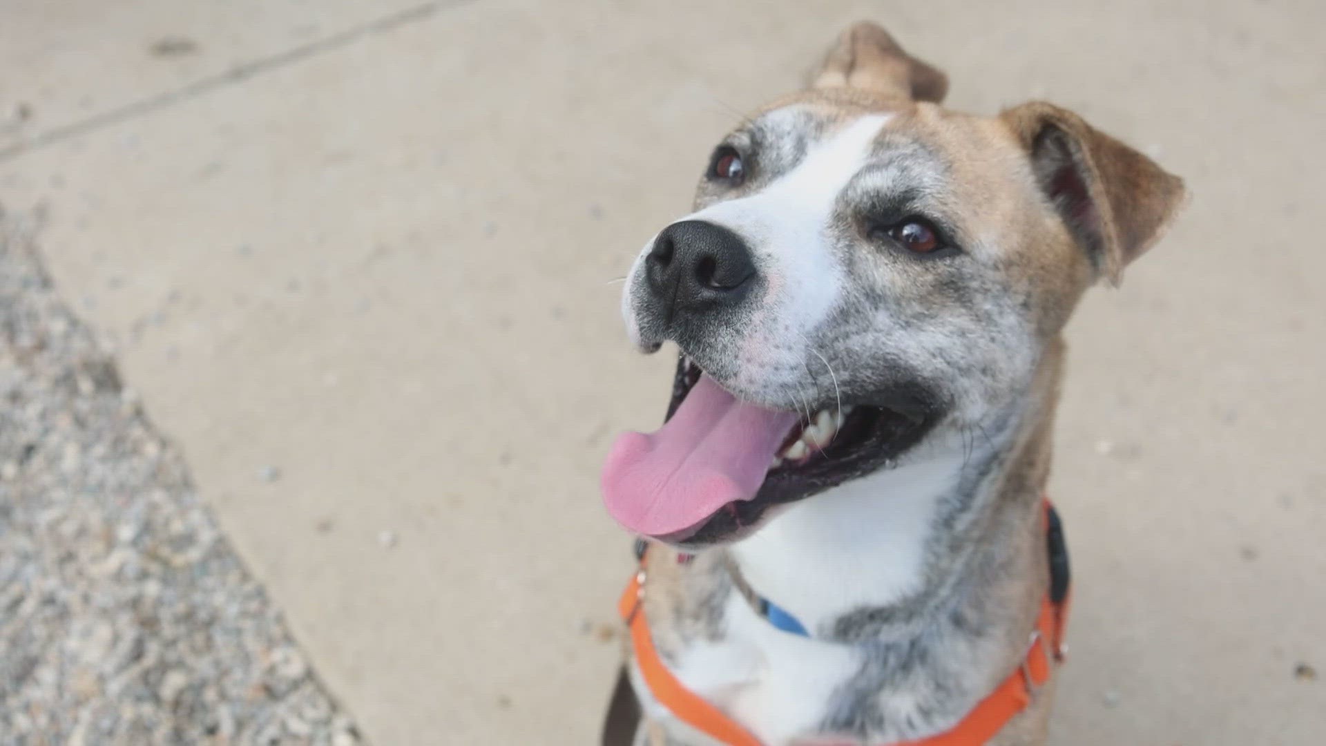 One of the most at-risk dogs at LMAS right now is a lovable 6-year-old boy who's looking for a yard to run around and couch to snuggle up on. Meet 'Uber Driver.'