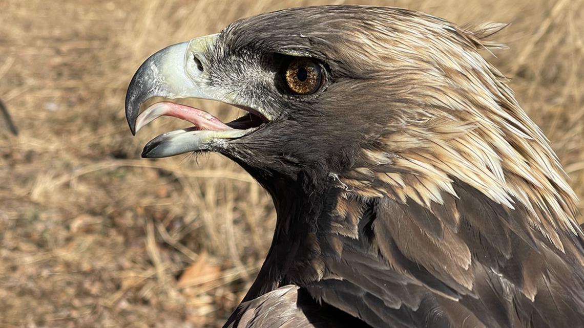‘Unexpected’: Bernheim Forest’s new golden eagle is already surprising researchers
