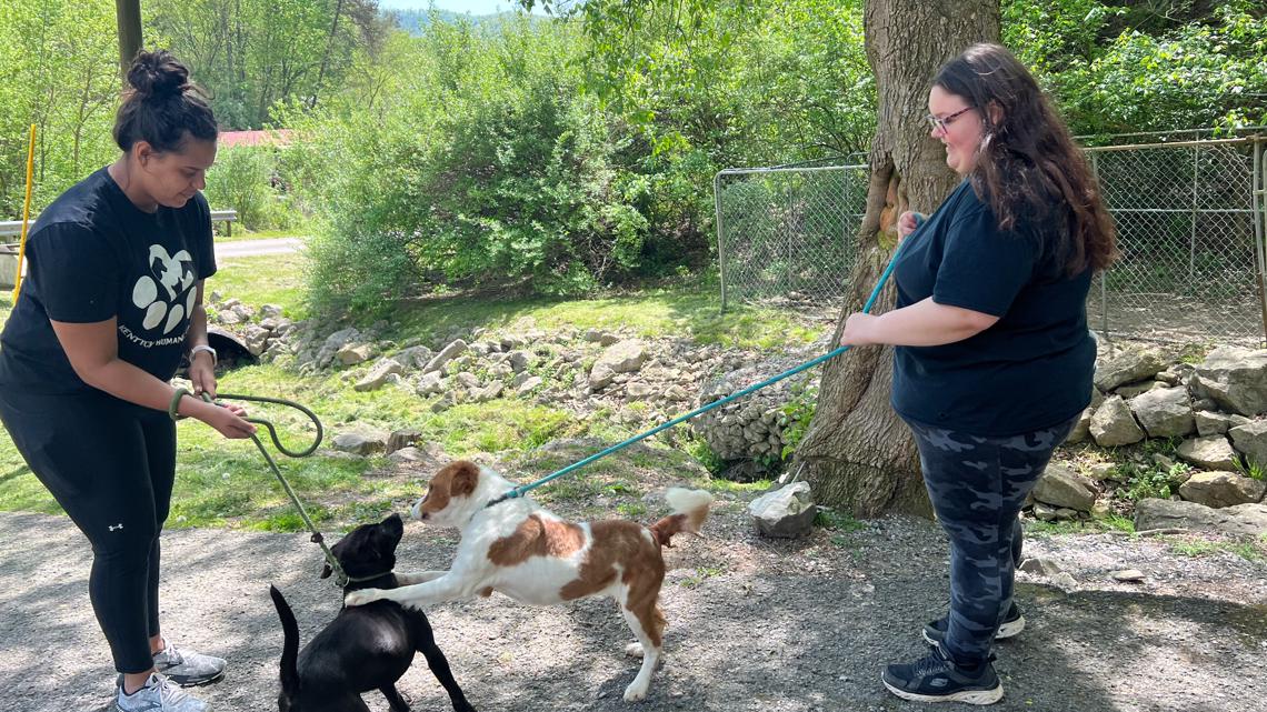 PHOTOS KHS staff help eastern Kentucky animal shelters