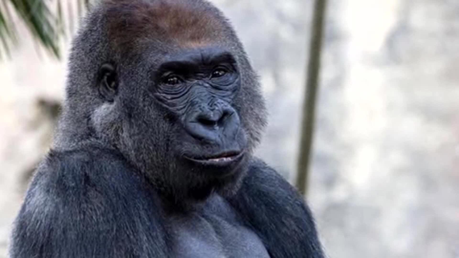 San Diego Zoo mourns the loss of three animals in one week.