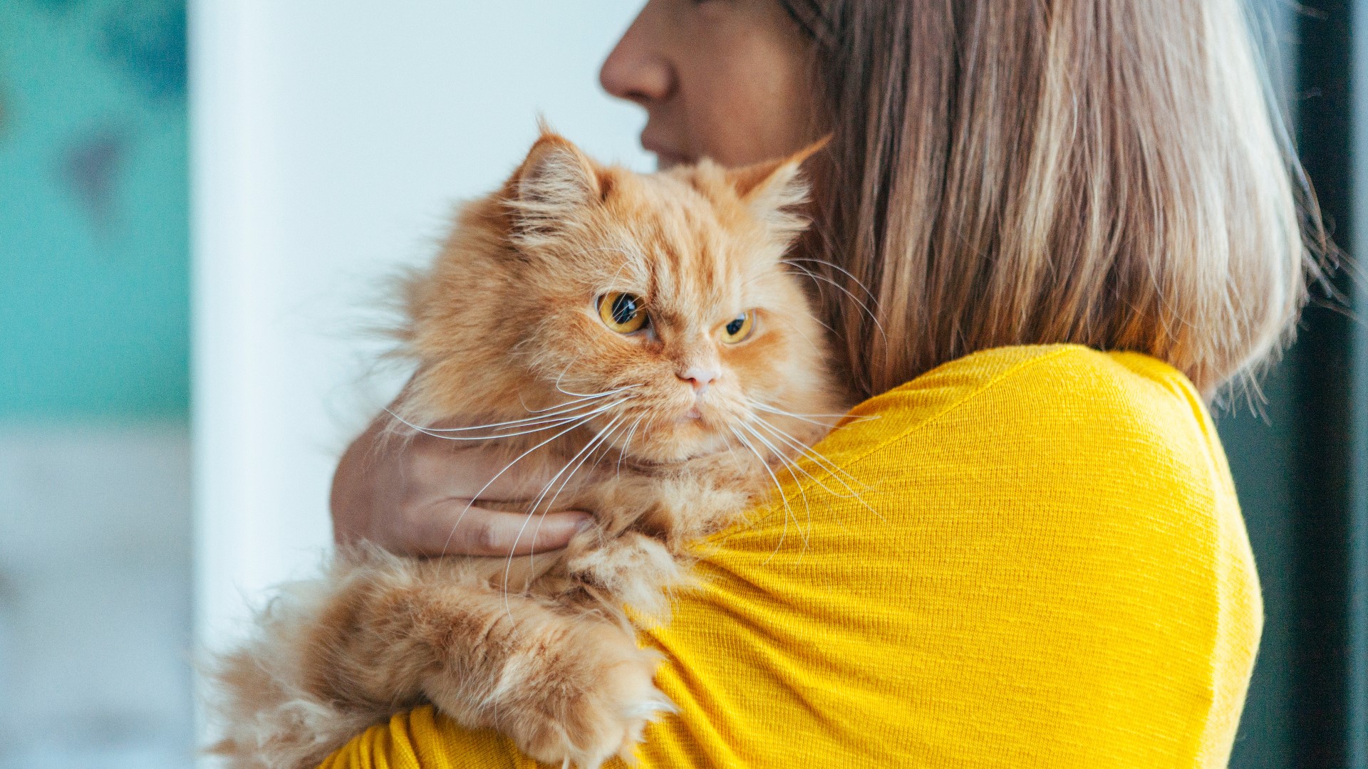 The adoption fee for adult cats is usually $75, so if you've been considering welcoming a new furry friend into your home, now may be the perfect time.