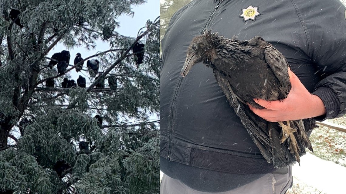 Falling buzzard alert issued in Kentucky during snow storm