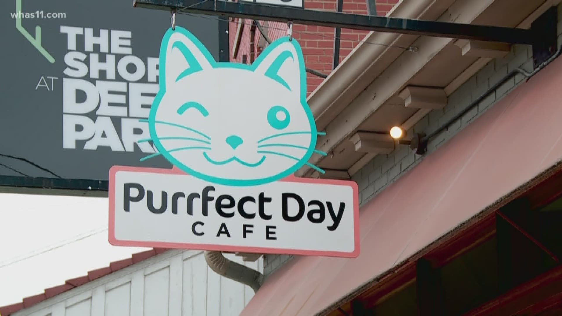 On busy Bardstown Road, there's one spot that has cats sitting the window and beer served in the back. That place is Purrfect Day Cat Cafe, and it's saving cats' lives.