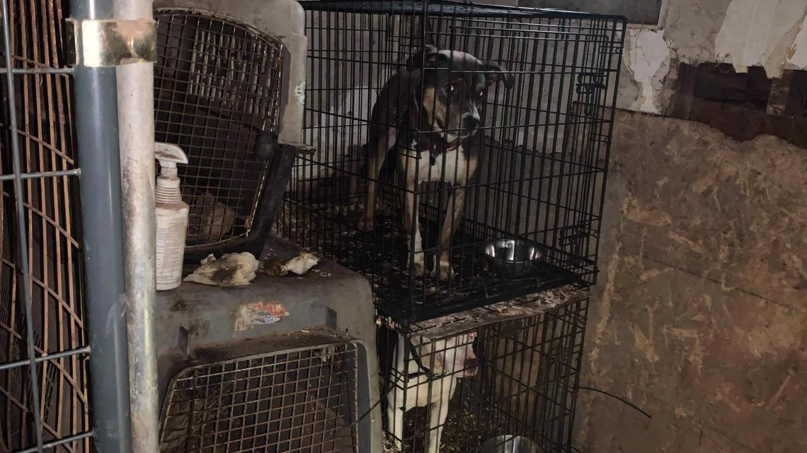FOCUS The cost of animal cruelty in Kentucky