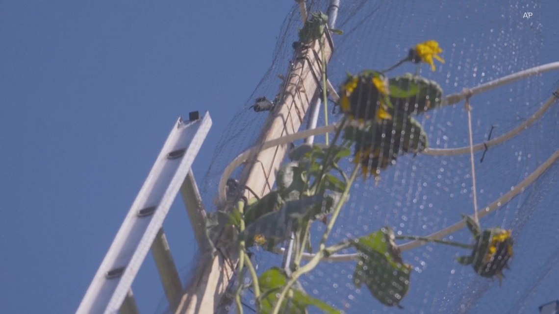 The world's tallest sunflower blooms in an Indiana backyard as a ...