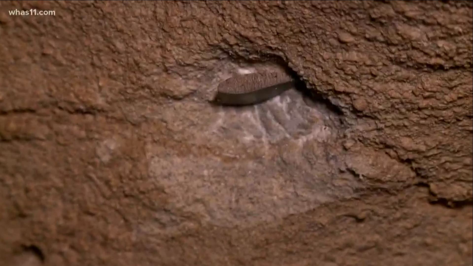 Recently paleontologists discovered fossils at Mammoth Cave from that time that give us more insight into the past.