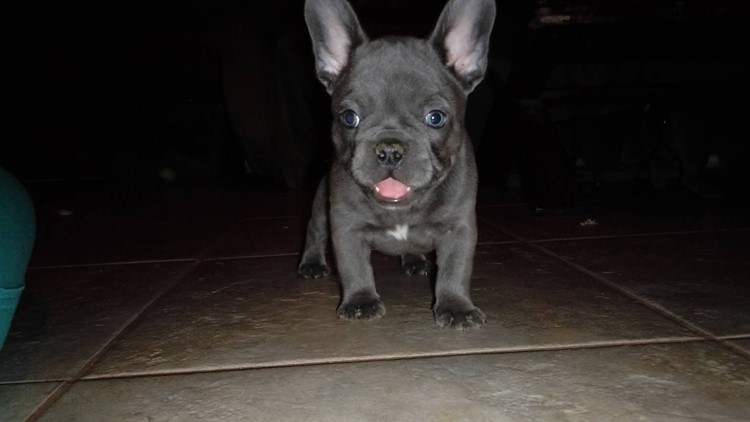 French Bulldog Puppies Southern Illinois / Midwest
